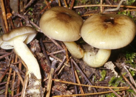   ,  Hygrophorus hypothejus